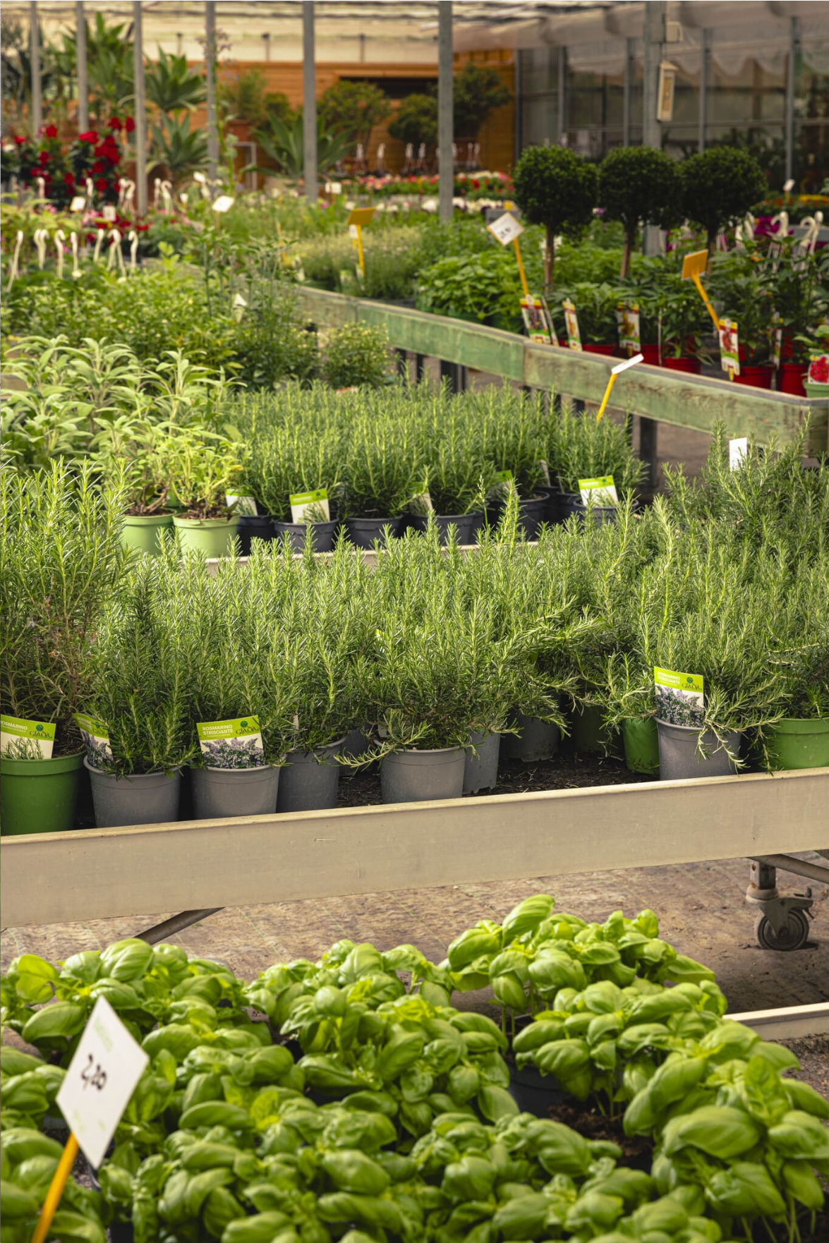 Dueggi Garden Center - Piante aromatiche, da frutto, ornamentali