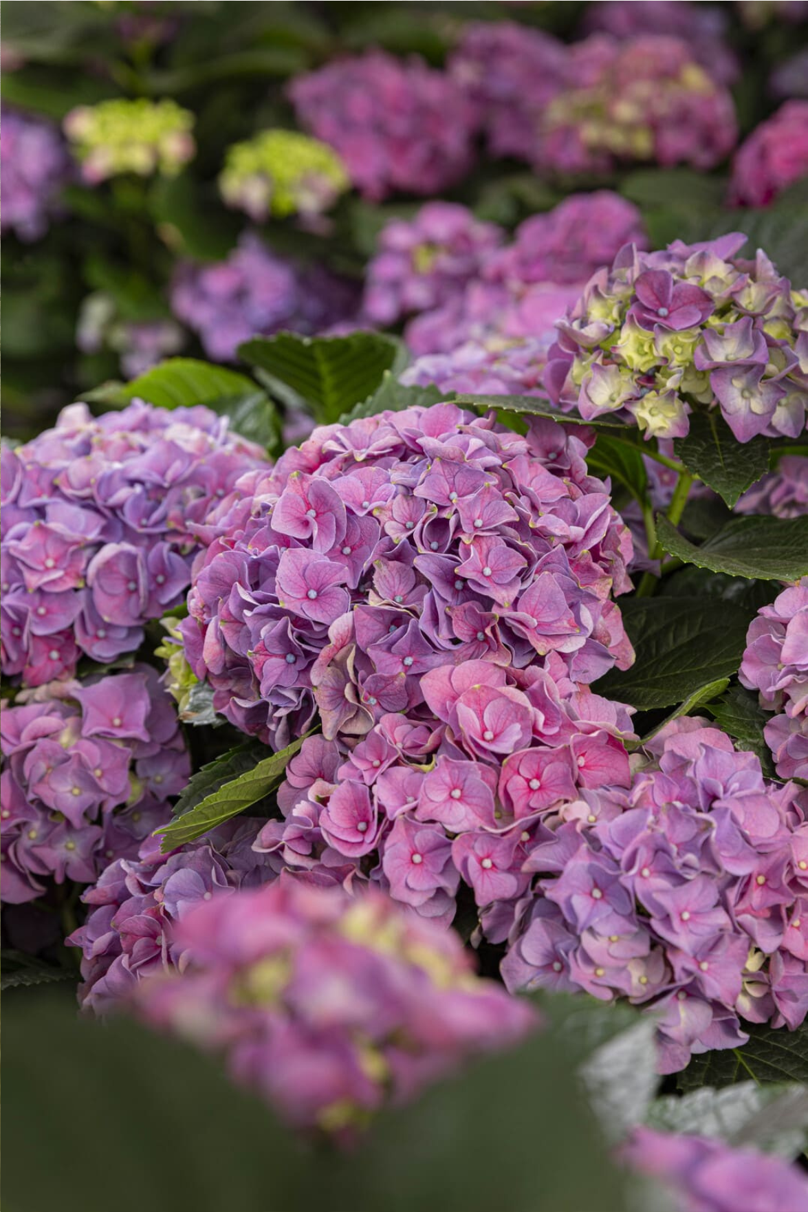 Dueggi Garden Center - Cura del verde, Piante e fiori dal 1991