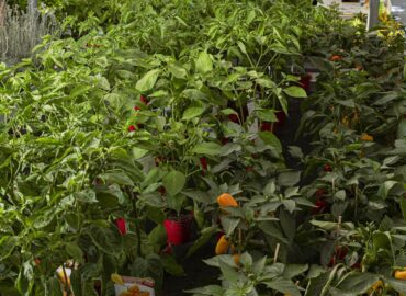 Piante aromatiche varie