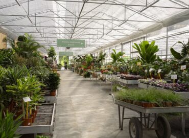 Scegli il meglio tra piante e fiori
