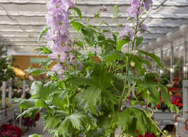 Piante e fiori a Sabaudia