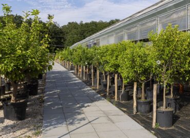 Alberi da frutta e agrumi
